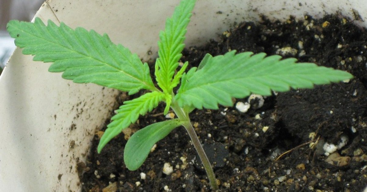 Когда появляются семена на марихуане есть ли в дубаи наркотики