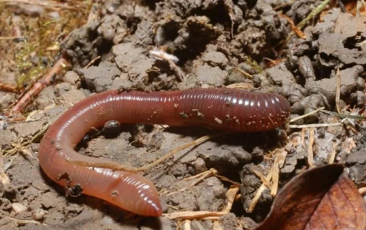 Настоящих червяков. Обыкновенный дождевой червь. Австралийский гигантский дождевой червь. Дождевой червь гермафродит.