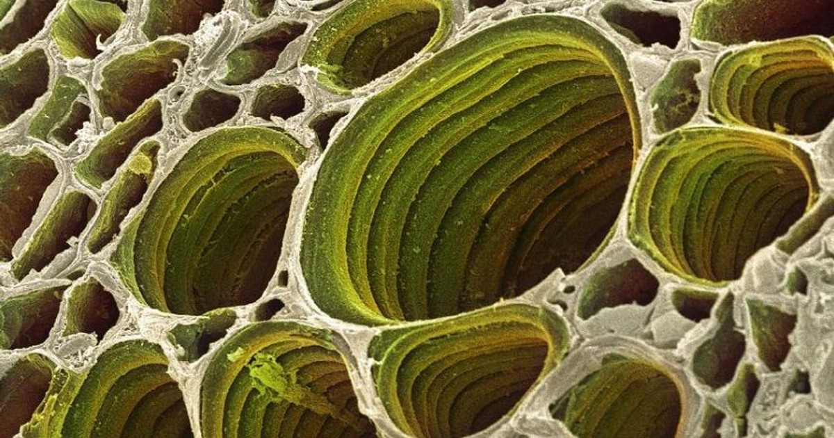 Клетки хвойных. Ксилема микроскоп. Ксилема и флоэма микроскоп. Растения под микроскопом. Растительная клетка под микроскопом.