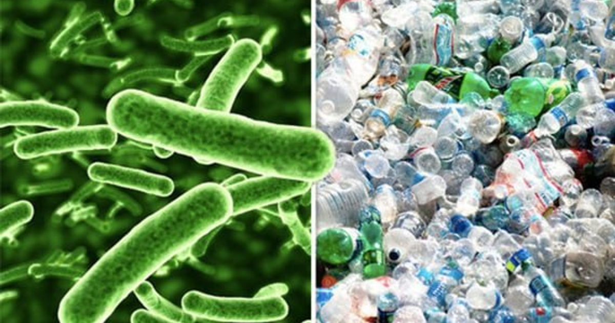 Разрушающие микроорганизмы. Ideonella sakaiensis. Бактерия Ideonella sakaiensis. Бактерии поедающие пластик. Бактерии перерабатывающие пластик.