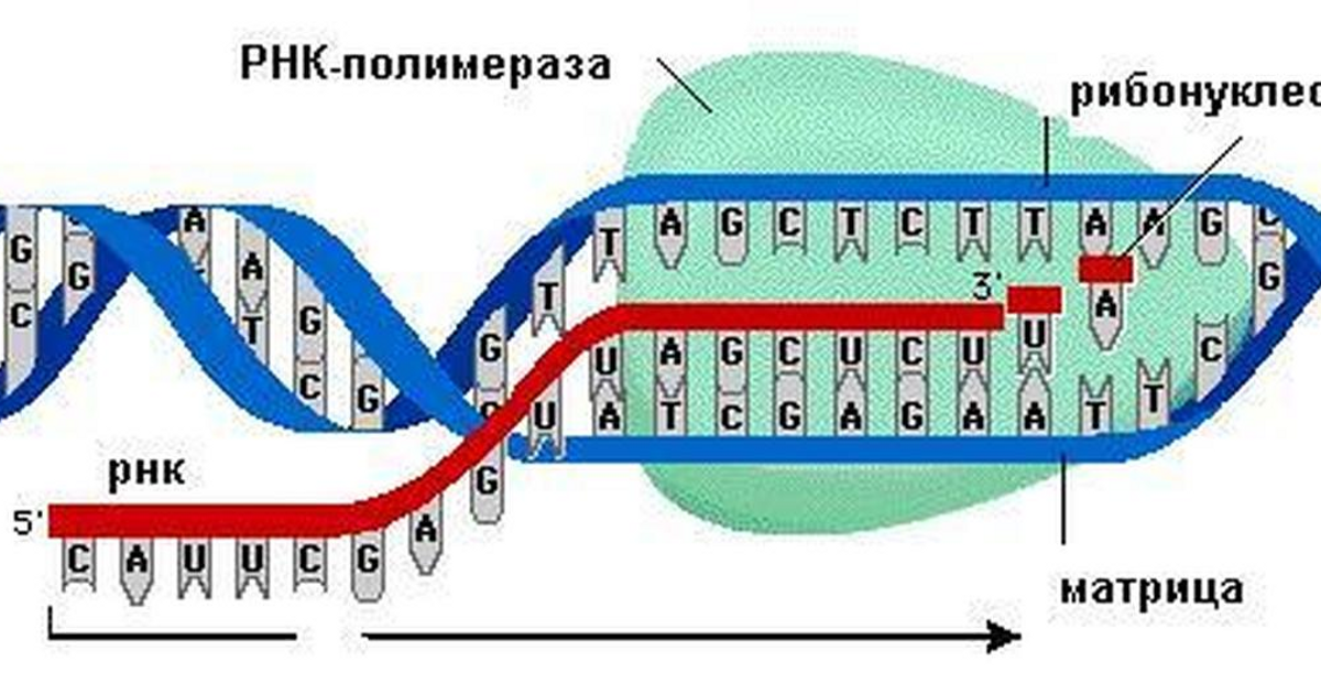 Синтезируется рнк полимеразой. Синтез РНК РНК полимераза. РНК полимераза Синтез. Транскрипция Синтез РНК на матрице ДНК. Синтез ИРНК на матрице ДНК.