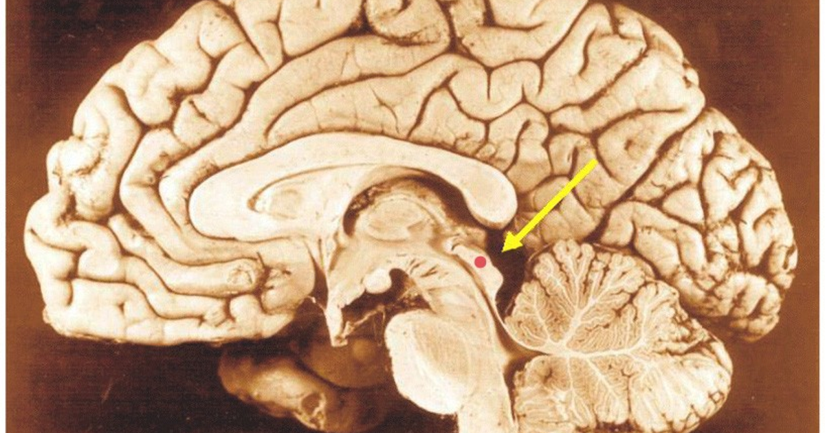 Верхние холмики мозга. Срединный Сагиттальный срез головного мозга. Сагиттальный срез среднего мозга. Сагиттальный срез мозга на препарате. Сагиттальный разрез головного мозга препарат.