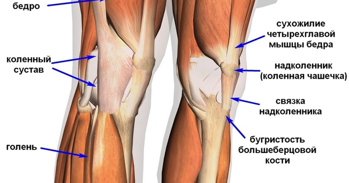 Тендинит коленных связок. Задняя крестообразная связка коленного сустава анатомия. Коленный сустав анатомия связки надколенника. Тендинит связки надколенника. Мышцы и связки коленного сустава анатомия.
