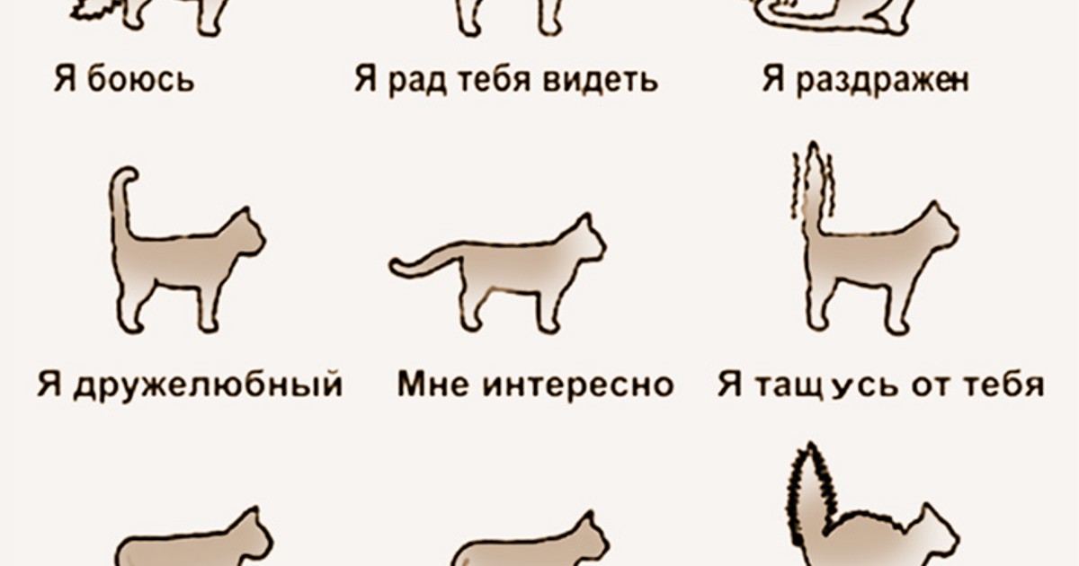 Как переводится кошек. Словарь кошек. Положение хвоста у кошки. Язык котов по хвосту. Кошачий язык переводчик.